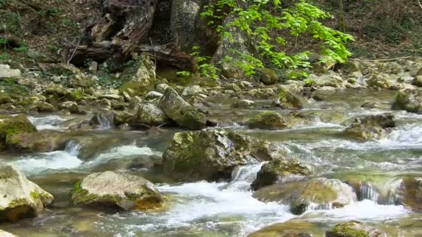 Beautiful mountain stream — Stock Video