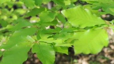 Full Hd: Yeşil yaprakları