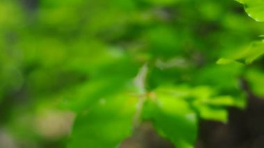 Full Hd: Yeşil yaprakları