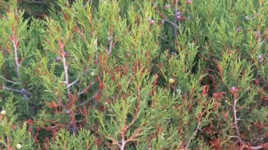 Ardıç meyveleri ile.