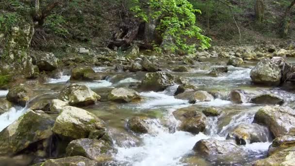 Hermoso arroyo — Vídeo de stock