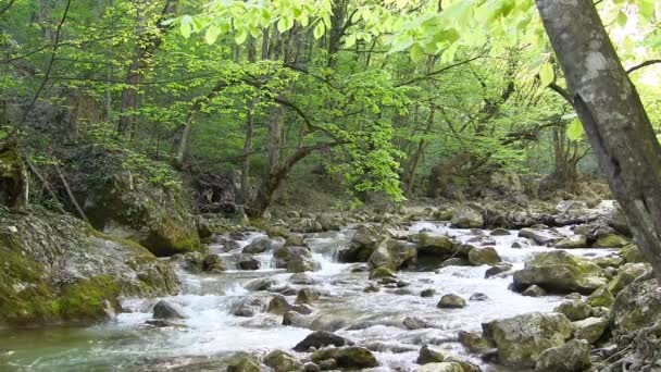 Bellissimo torrente di montagna — Video Stock