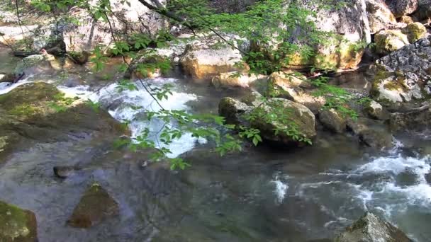 Beautiful mountain stream — Stock Video