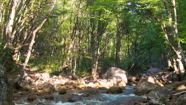 Bellissimo torrente di montagna — Video Stock