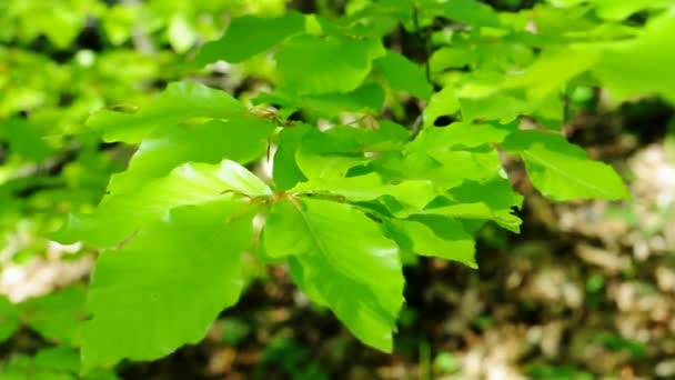 Full HD: Green leaves — Stock Video