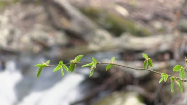 Beautiful mountain stream — Stock Video