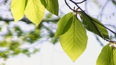 Full Hd: Yeşil yaprakları