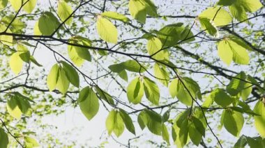 Full Hd: Yeşil yaprakları