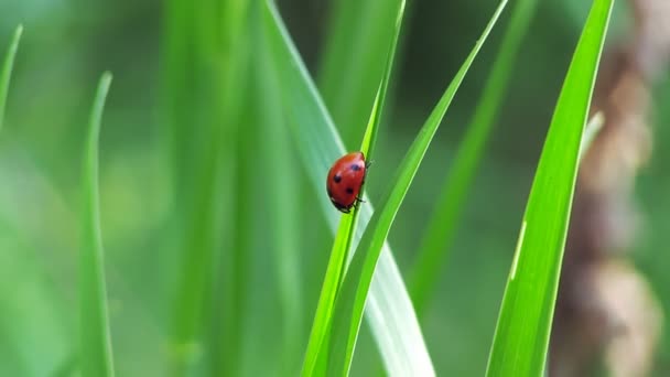 Coccinelle