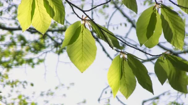 Volledige Hd: Groene bladeren — Stockvideo