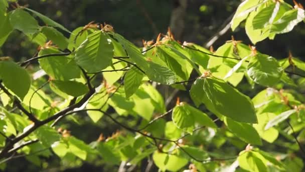 Full HD : Feuilles vertes 
