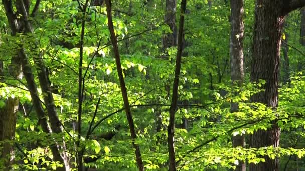 Full HD : Feuilles vertes 