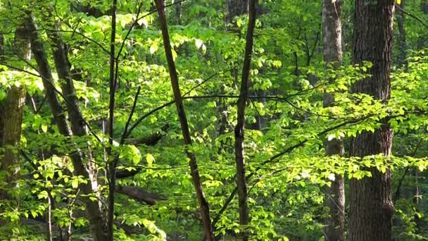 풀 Hd: 녹색 잎 — 비디오