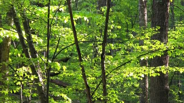 Full HD : Feuilles vertes 