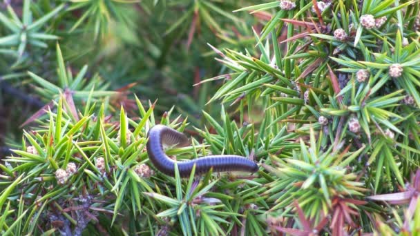 Scolopendra — Stock video