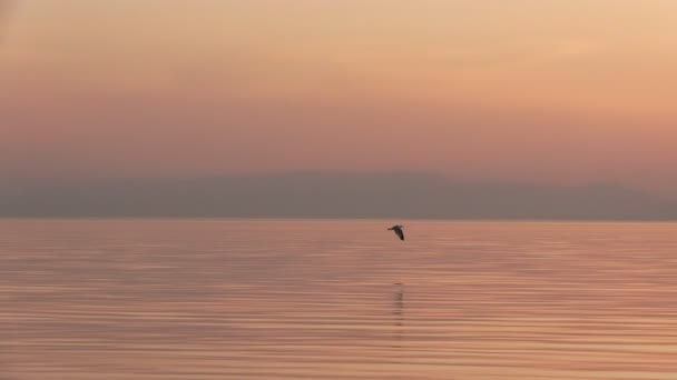 Seagull fly — Stock Video