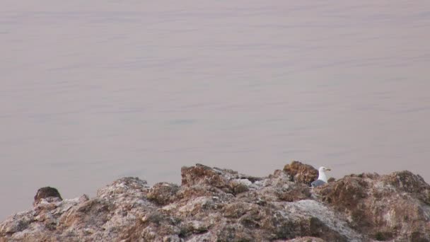 Gaviota sentada en una roca — Vídeos de Stock
