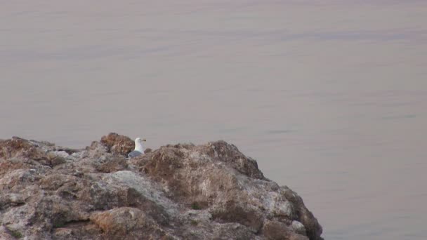Gaviota sentada en una roca — Vídeos de Stock