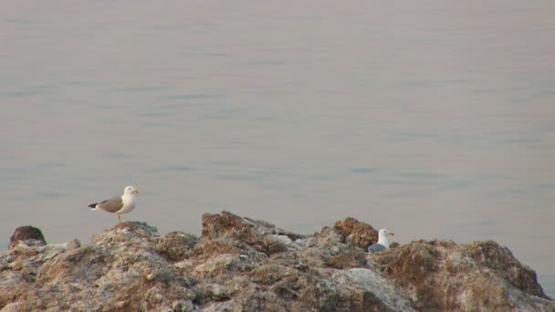 Seagull zittend op een rots — Stockvideo