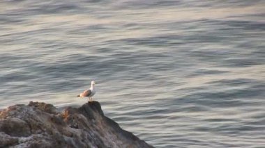 kayanın üzerinde oturan martı