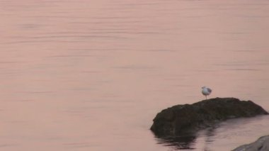 kayanın üzerinde oturan martı