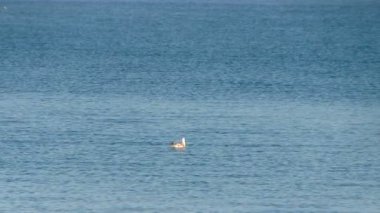 dalgalar üzerinde yüzen martı