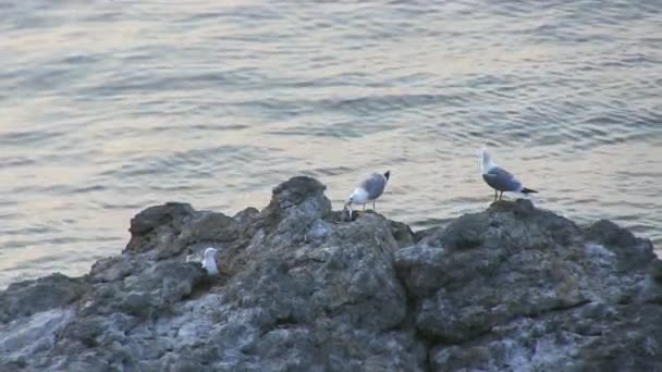 Seagull sitting on a rock — Stock Video