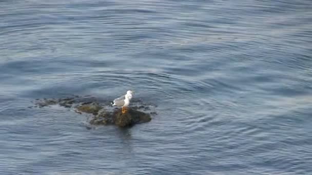 岩の上に座っているカモメ — ストック動画