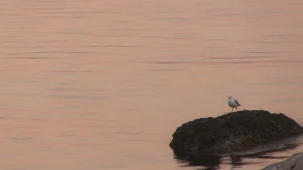 Mouette assise sur un rocher — Video