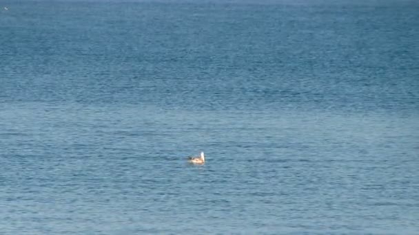 Mouette flottant sur les vagues 
