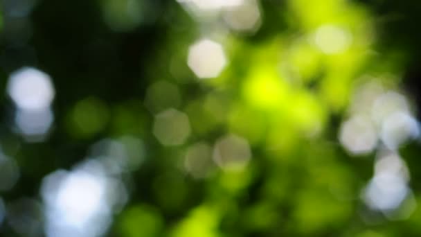 Flou vert 