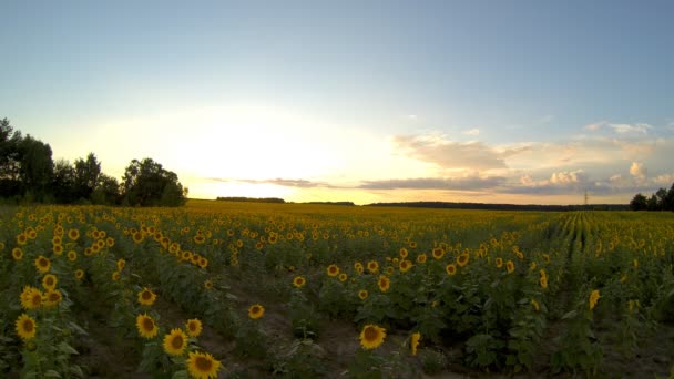 Campo com girassóis ao pôr do sol . — Vídeo de Stock