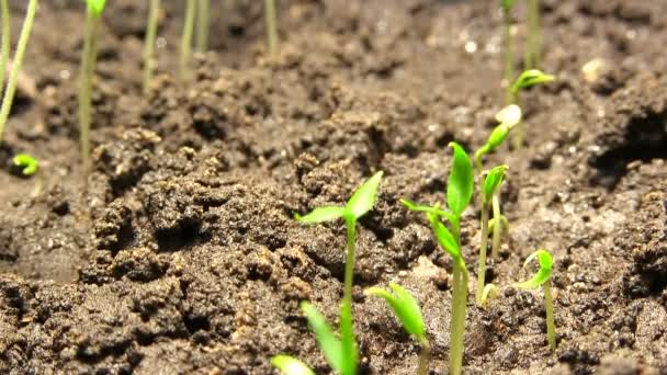 Time-Lapse, planta germinante — Vídeo de stock