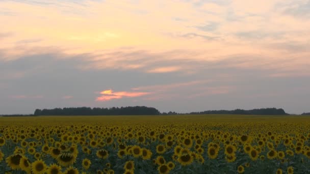 A mező a napraforgó, a naplemente. — Stock videók