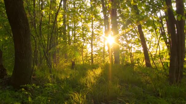 forêt au coucher du soleil .