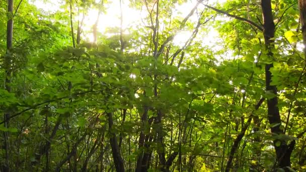 forêt au coucher du soleil .