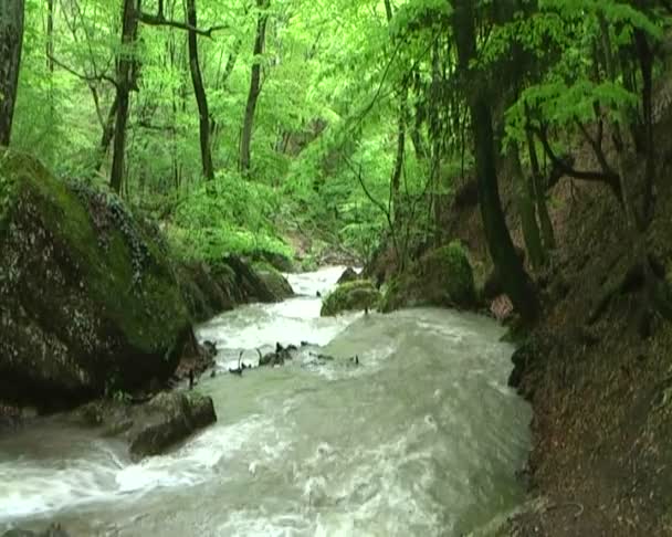 Hermoso arroyo — Vídeo de stock