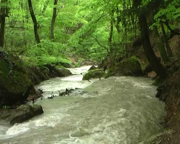 Beautiful mountain stream — Stock Video