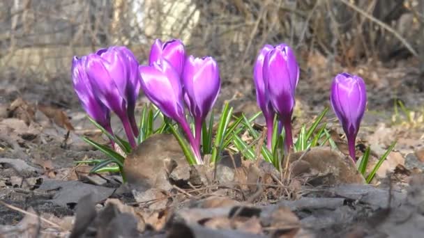 Flores florescem na primavera — Vídeo de Stock