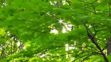 Bahar yaprakları kayar