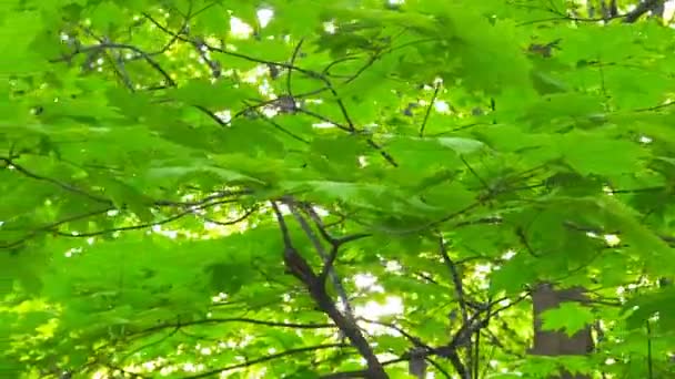 春天的树叶上滑 — 图库视频影像