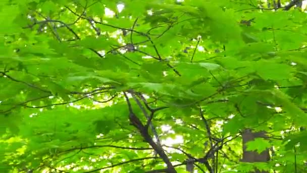 Feuilles de printemps coulissantes — Video