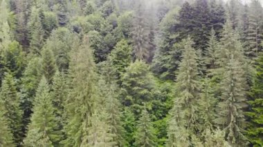 Aerial drone view. Top flight over pine tree forest in sunny day. Mountain range in background. Nature, travel, holidays. Carpathians, Ukraine, Europe.