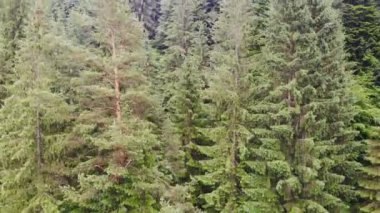 Aerial drone view. Top flight over pine tree forest in sunny day. Mountain range in background. Nature, travel, holidays. Carpathians, Ukraine, Europe.