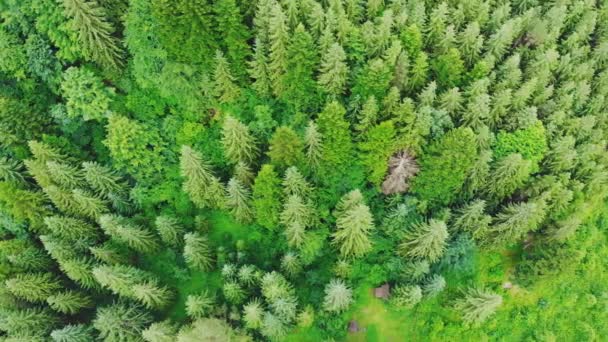 Vista Aérea Del Dron Vuelo Superior Sobre Bosque Pinos Día — Vídeos de Stock