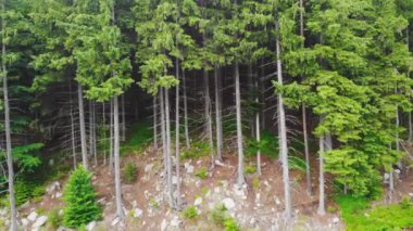 Aerial drone view. Top flight over pine tree forest in sunny day. Mountain range in background. Nature, travel, holidays. Carpathians, Ukraine, Europe.