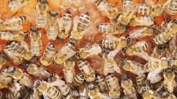 Πολυσύχναστες Μέλισσες Κοντινή Θέα Των Μελισσών Που Εργάζονται Στην Κηρήθρα — Αρχείο Βίντεο