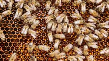 Arka bahçede odun ateşinde lezzetli yemekler pişirmek..