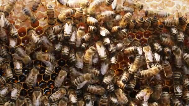 Elfoglalt Méhek Közelítsétek Meg Dolgozó Méheket Méhsejtszerkezeten Méhek Közelről Mutatják — Stock videók