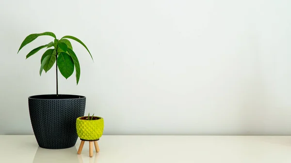 Eine Avocado Einem Schwarzen Blumentopf Und Eine Kleine Aloe Sukkulente — Stockfoto